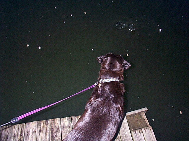 Maggie meets the catfish at Midway Marina